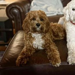 Miesha - Cavapoo
