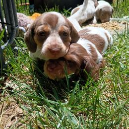 Toffee - Chocolate and cream female Dachshund puppy in Sacramento, California from Family and Farm Friendly Dachshund