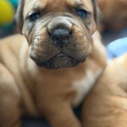 Boy 1 - blue. Collar - Fawn male Dogue de Bordeaux puppy in Folsom, California from Santacera Dogue de Bordeaux