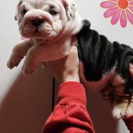 Bulldog, Doberman Pinscher, and French Bulldog Puppies from Snapp Valley Bulldogs