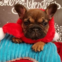English Bulldog and French Bulldog Puppies from Bullwrinklz