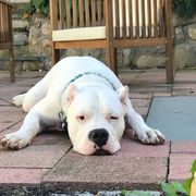 Dogo Argentinos from Schaffer Ridge Dogo kennel