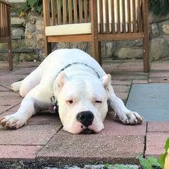 Dogo Argentinos from Schaffer Ridge Dogo kennel