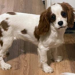Godiva - Blenheim female Cavalier King Charles Spaniel puppy in Corona, California from Kelton Cavaliers