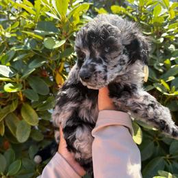 Oak - Blue male Poodle puppy in Longview, Washington from Evergreen Miniature Poodles
