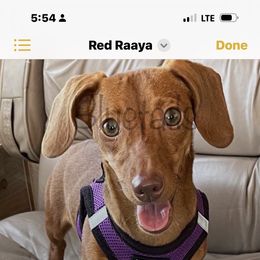 Raaya - Dachshund