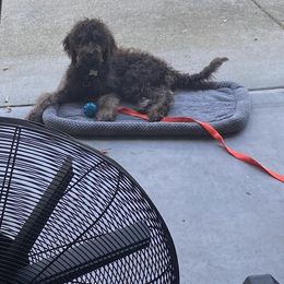 Labradoodle Puppies from Dotsie's Doodles