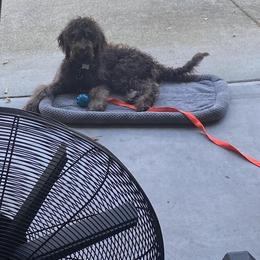Labradoodle Puppies from Dotsie's Doodles