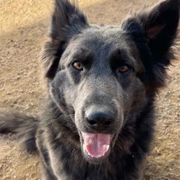 Dream - German Shepherd