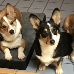 American Corgis, Cardigan Welsh Corgis, Dachshunds, and Pembroke Welsh Corgis from Dream Giver Corgis