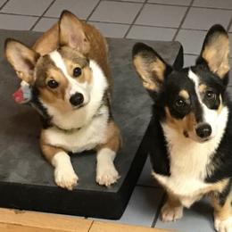 American Corgis, Cardigan Welsh Corgis, Dachshunds, and Pembroke Welsh Corgis from Dream Giver Corgis