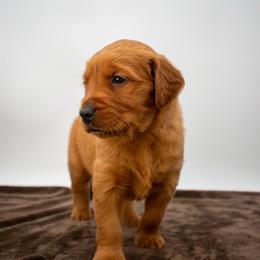 June Fusia Girl - Dark golden female Golden Retriever puppy in Lafayette, Alabama from Elm Hollow Golden Retrievers