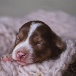 Valerie - Red tri-color female Miniature American Shepherd puppy in Fresno, California from Alpine Tails
