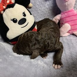 Boy 1 - Brown Poodle puppy in Georgia from Poodle Dreams
