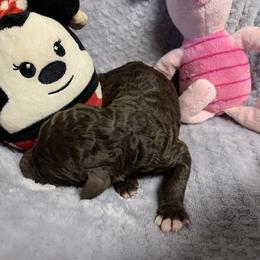 Boy 1 - Brown Poodle puppy in Georgia from Poodle Dreams