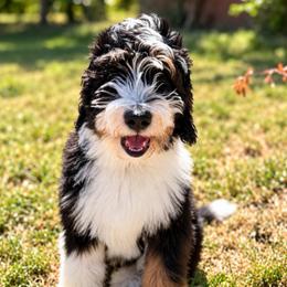 St. Leroy - Tri-color male Bernedoodle puppy in Little Rock, Arkansas from Darlin’s Doodles