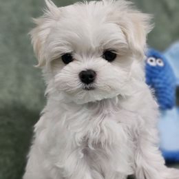 Green 407-873-8775 - White female Maltese puppy in St. Cloud, Florida from K and E Small Breed Puppies