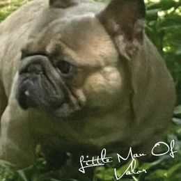 Little Man - French Bulldog