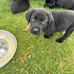 Labrador Retriever Puppies from Hunter’s Moon Retrievers