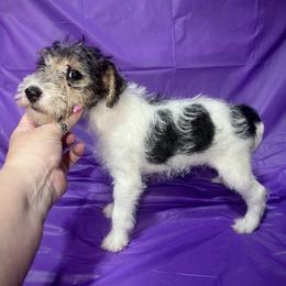 First-Born Girl - White black and tan female Wire Fox Terrier puppy in Ennis, Texas from Syrayed Farm
