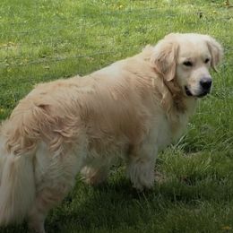 Golden Retrievers from Heavens Gift