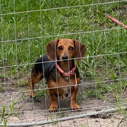 Kia - Dachshund