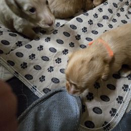 Girl 2 - Red female Dachshund puppy in Jackson's Gap, Alabama from Lake Martin Doxies