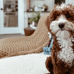 Bernedoodles, Goldendoodles, and Sheepadoodles from High Desert Doodles