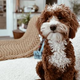 Bernedoodles, Goldendoodles, and Sheepadoodles from High Desert Doodles