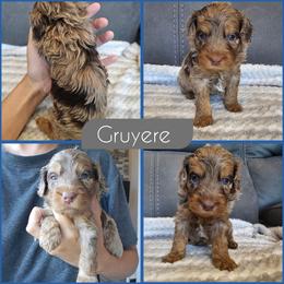 Gruyere - Merle male Cockapoo puppy in Zanesville, Ohio from Southtown Doodles LLC