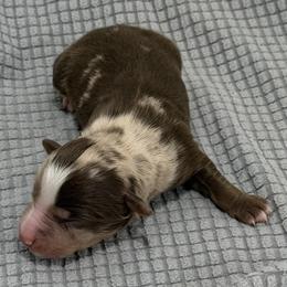 Klaus - Red merle male Toy Australian Shepherd puppy in Bogata, Texas from Maple Creek Run
