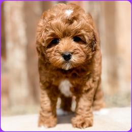 Bernedoodle, Goldendoodle, and Golden Mountain Doodle Puppies from Magic Valley Family Doodles