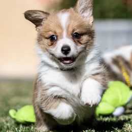 Belgian Sheepdogs and Pembroke Welsh Corgis from Empire Rebel Belgian’s
