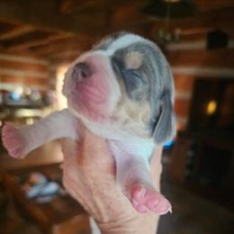 Orange Collar - Blue tan and white male Beagle puppy in Knoxville, Tennessee from River Valley Hounds