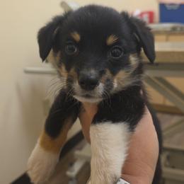 Quinns Boy 4 - Black and tan male Pembroke Welsh Corgi puppy in Middleburg, Florida from Mulkeys Little Corgis