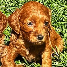 Pumpkin - Red  female Goldendoodle puppy in Bountiful, Utah from Red Brick Doodles