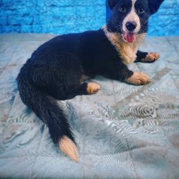 Girl 1 - Black and white female Cardigan Welsh Corgi puppy in Natchitoches. La, Louisiana from Bleu Bayou Corgis