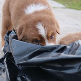 Australian Shepherd Puppies from Kiki's Aussies