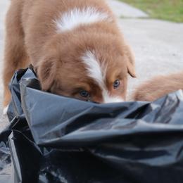 Australian Shepherd Puppies from Kiki's Aussies