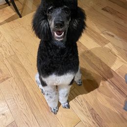 Poodle All Grown Up from Apricity Poodles