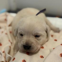 Hazel- first pick female- purple collar - Yellow female Labrador Retriever puppy in Isanti, Minnesota from Four Corners Family Labs