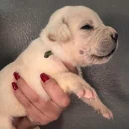 Straw 3- Green Collar - Fawn male Cane Corso puppy in Compton, California from Urban League Cane Corso