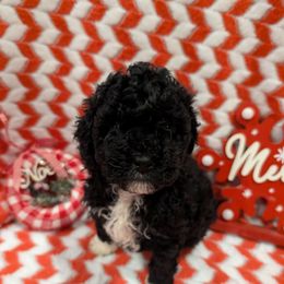 Mittens - Black and white female Cockapoo puppy in Atco, New Jersey from Flannery’s lucky pup’s🍀
