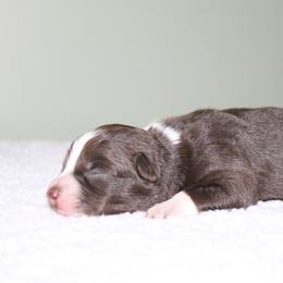 Beetle - Red tri-color female Australian Shepherd puppy in Macon, Georgia from Shaina’s Shepherds