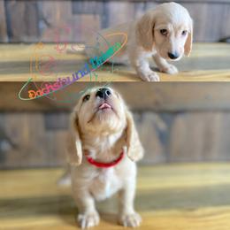 Dachshund Puppies from Dachshund Universe