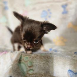 Tiny chip - Chocolate and tan male Chihuahua puppy in Attleboro, Massachusetts from Treasured Hearts Chihuahuas and Toy/mini poodles