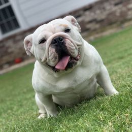Touka - Bulldog