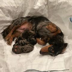 Maizie - Dachshund