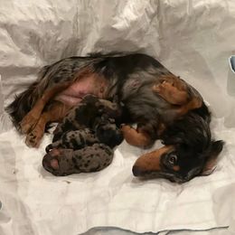 Maizie - Dachshund