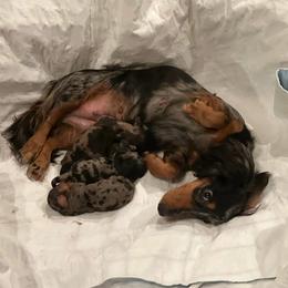 Maizie - Dachshund
